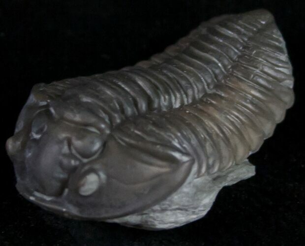 Prone Flexicalymene Trilobite From Ohio #10873